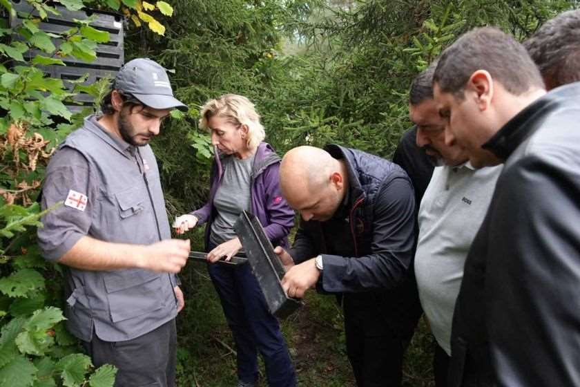 მესტიის სატყეო უბანზე, ლახამულას ხეობაში წიწვოვანების ხმობის ფაქტი დაფიქსირდა - სატყეო ენტომოლოგებმა ადგილზე საველე კვლევა ჩაატარეს